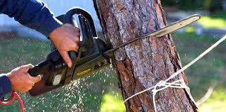 How Our Tree Care Process Works  in  Chincoteague, VA