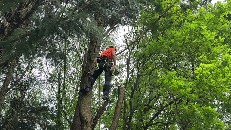 Best Utility Line Clearance  in Chincoteague, VA